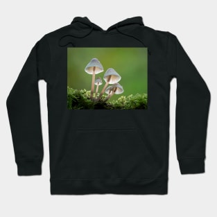 Common Bonnet Mushrooms Hoodie